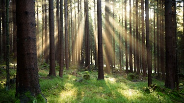 ARCHIV - 20.12.2015, Bayern, Neuhaus: Sonnenstrahlen beleuchten den Wald auf dem «Nußhardt». Gut ein Drittel von Bayern ist von Wald bedeckt. Doch vielerorts macht ihm schon jetzt der Klimawandel zu schaffen. (zu dpa «Millionen Setzlinge pro Jahr: Bayerns Wälder sollen klimafest werden») Foto: picture alliance / dpa +++ dpa-Bildfunk +++ | Bild: dpa-Bildfunk/Nicolas Armer