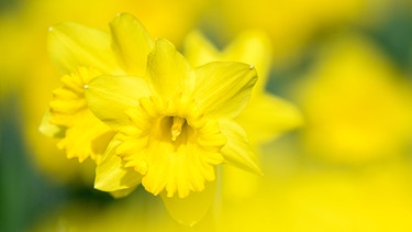 Einzelne, gelbe Blüte | Bild: Picture alliance/dpa