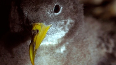 Ein junger Gelbschnabel-Sturmtaucher in seiner Nisthöhle. Auf den Azoren liegt eine der weltweit größten Brutkolonien dieser Zugvögel. | Bild: BR/NDR/ORF Universum/Erich Pröll