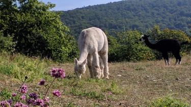 Alpakas auf den Rhönwiesen im Sommer. | Bild: Sabrina Nitsche