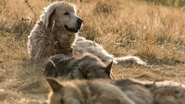 Herdenschutzhund der Rasse Maremanno Abruzzese. | Bild: BR/MDR/corvusfilm/Heribert Schöller
