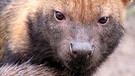 Nahaufnahme von einem jungen Waldhund. Diese sehr seltene Tierart ist in den mittel- und  südamerikanischen Savannen und Wäldern von Panama  bis Paraguay heimisch. | Bild: BR/Andrea Rüthlein