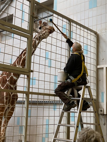 Target-Training bei der Giraffe. | Bild: BR