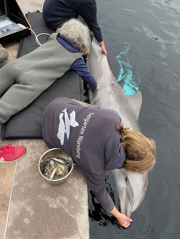 Ultraschall bei einem Delfin. | Bild: BR