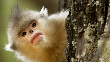 Ein Stumpfnasenaffe. Keine Affenart lebt höher im Gebirge als die Stumpfnasenaffen in der chinesischen Provinz Yunnan. Warum sie das machen, wird erst aus dem All deutlich. | Bild: BBC/BR/NDR