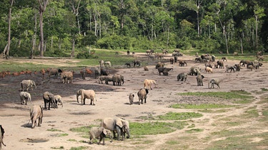 Waldelefanten (Dzanga Bai Zentralafrika): Die Waldelefanten von Dzanga Bai sind schon lange bekannt, aber Satelliten ermöglichen es nun weitere Lichtungen im Regenwald Zentralafrikas zu entdecken.
| Bild: BBC
