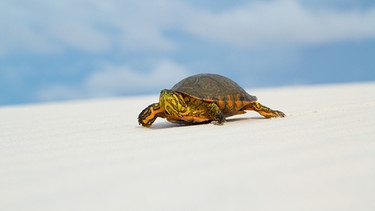 Schildkröte auf Düne: Die Maranhao Schmuckschildkröte braucht eigentlich Wasser zum Überleben. Was sie in die endlosen Dünen des Lençóis Maranhenses Nationalparks im Norden Brasiliens zieht, zeigen uns erst Satellitenbilder. | Bild: BBC