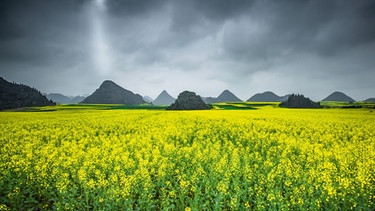 Rapsfelder in China. Im Frühjahr leuchten riesige Rapsfelder in China gelb. Die volle Dimension wird allerdings erst aus dem All erkennbar. | Bild: BBC/BR/NDR