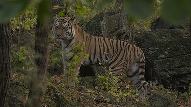 Sibirischer Tiger im Dschungel. | Bild: BR/Interspot Film GmbH/Franz Hafner