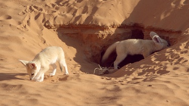 Fenekjungen. Fenneks sind die Überlebenskünstler in der Wüste Marokkos. Sie kommen mit wenig Flüssigkeit zurecht, leiten über Ohren und Körper Hitze ab und trotzen den extremen Bedingungen. | Bild: BR/Barney Rübe