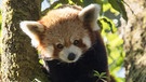 Der Rote Panda gilt als schönstes Säugetier der Welt. | Bild: BR/NDR/Axel Gebauer