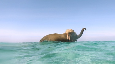 Ein Elefant im Andamanensee. | Bild: Les Films d'Ici/BR/Philippe Gautier