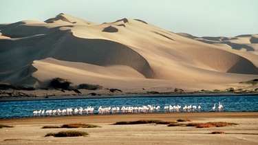 Flamingos in einer Lagune an der Küste Namibias. | Bild: BR/WDR/Patrick Morris