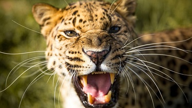 Leoparden sind keine ausdauernden Läufer. Sie sind Meister des Anschleichens und Lauerns. | Bild: BBC NHU/BR/NDR/Paul Williams 2017