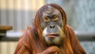 Orang-Utan-Weibchen im Zoo Berlin. | Bild: BR/rbb/Thomas Ernst