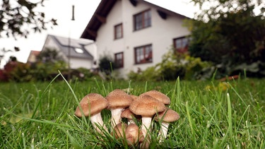 Pilze mit Haus im Hintergrund | Bild: Picture alliance/dpa