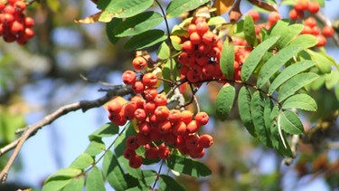 Die leuchtend roten Früchte der Eberesche sind sehr gesund. Sie haben einen hohen Vitamin-C-Gehalt. | Bild: BR/BR