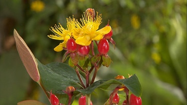 Johanniskraut (Hypericum perforatum). Die Pflanze blüht um den Johannistag (24. Juni) - daher der Name.  | Bild: BR