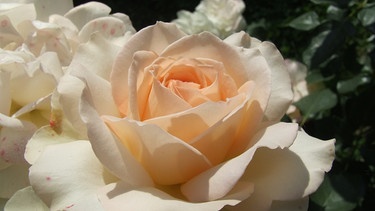Eine blühende Rose. | Bild: BR/BR