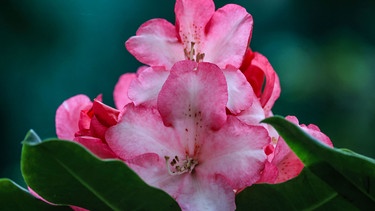 Einzelne Rhododendron Blüte | Bild: Picture alliance/dpa