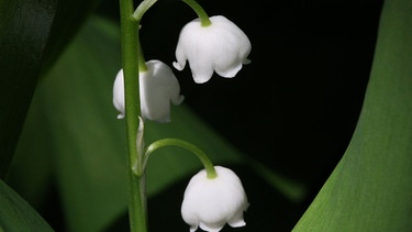 Mehrere weiße Blüten | Bild: Picture alliance/dpa