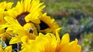 die Köpfe von mehreren Sonnenblumen | Bild: Picture alliance/dpa