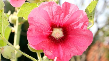 Große rosa Blüte | Bild: Picture alliance/dpa