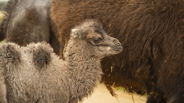 Das Trampeltier-Baby, das den Namen Sally trägt, wurde von der 12-jährigen Mutter Izzy und dem vierjährigen Vater Oakley in den frühen Morgenstunden des 11. April nach einer 13-monatigen Schwangerschaft geboren. | Bild: dpa-Bildfunk/Whipsnade Zoo