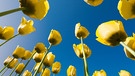 Blühende Tulpen | Bild: Picture alliance/dpa