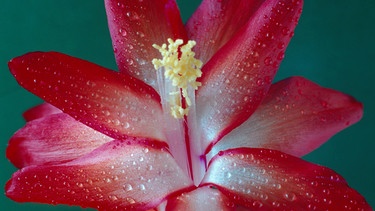 Blüte eines Weihnachtskaktus | Bild: Picture alliance/dpa