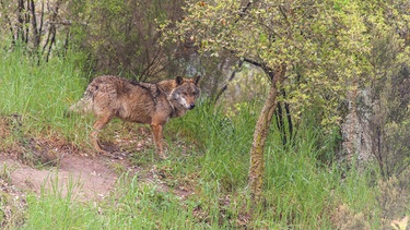 Iberischer Wolf. | Bild: BR/Bernardo Rebelo de Andrade