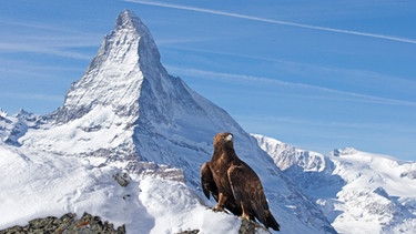 Ein Steinadler sitzt vor einem der imposantesten Berge der Alpen: dem Matterhorn. | Bild: BR/NDR/TERRA MATER FACTUAL STUDIOS/Wild Nature Film/Toni Nemeth