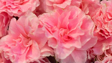 Zimmerazalee mit vielen rosa Blüten | Bild: Picture alliance/dpa
