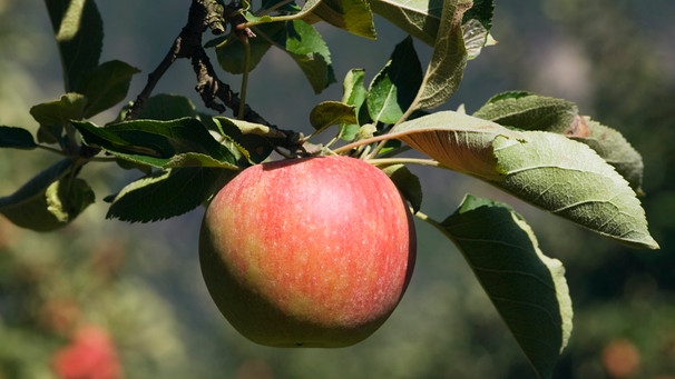 Ein Apfel häng an einem Baum in einer Apfelplantage in Südtirol. | Bild: picture alliance / imageBROKER | Otto Stadler