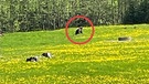 Bei Bad Hindelang im Hintersteiner Tal wurde ein Bär gesichtet - das Landesamt für Umwelt bestätigt das.
| Bild: Foto; Gemeinde Bad Hindelang