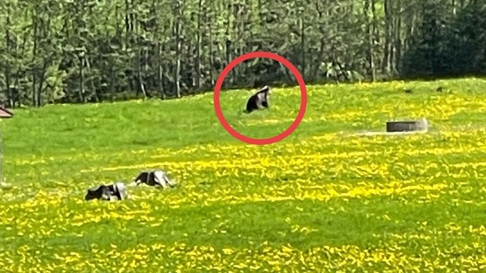 Bei Bad Hindelang im Hintersteiner Tal wurde ein Bär gesichtet - das Landesamt für Umwelt bestätigt das.
| Bild: Foto; Gemeinde Bad Hindelang