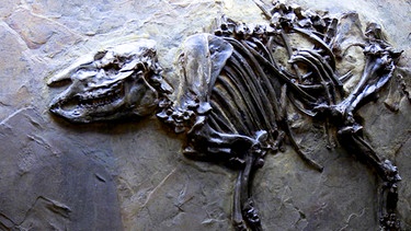 Fossilie | Bild: BR
