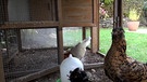 Hühner in einem Hobbystall | Bild: BR