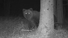 Im südwestlichen Landkreis Traunstein ist der Braunbär von einer Wildtierkamera fotografiert worden. | Bild: BR