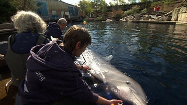 Delfin wird untersucht | Bild: BR