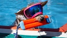 Yorkshireterrier mit Sonnenbrille klettert aus einem Schwimmbecken | Bild: picture alliance/dpa | Stefan Puchner