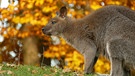 Seit Samstag wird der Känguru-Bock mit dem Namen "Willi" aus dem Hofer Zoo vermisst. | Bild: Foto: Zoo Hof