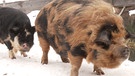 Zwei Kune-Kune-Schweine | Bild: BR