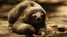 Brasiliens Tierwelt | Bild: picture-alliance/dpa