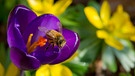 Eine Biene sammelt Blütenpollen | Bild: picture-alliance/dpa