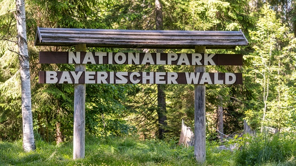 Neuschönau: "Nationalpark Bayerischer Wald" steht auf einem Schild im Nationalpark. | Bild: picture alliance/Armin Weigel/dpa
