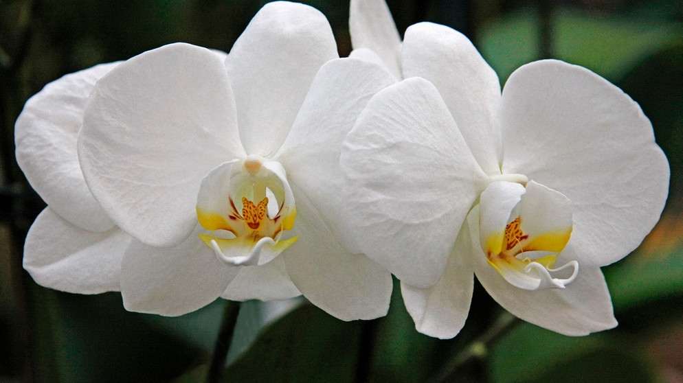 Vom Ahorn bis zur Zwiebel - Die Orchidee | Bild: picture-alliance/dpa
