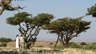 Weihrauchbaum im Oman | Bild: picture-alliance/dpa