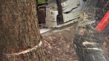 Eine Motorsäge schneidet sich in einen Baumstamm. | Bild: BR