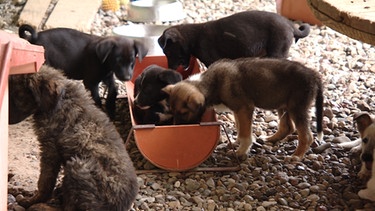Junge Hunde im Tierheim | Bild: BR